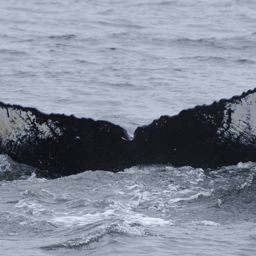 Fluke of SEAK-2405
