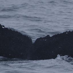 Fluke of Apocynum