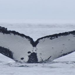 Fluke of Albatross