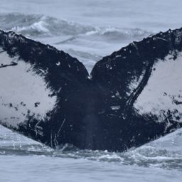 Fluke of CRC-11697