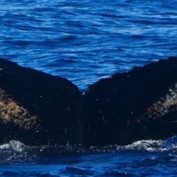 Fluke of HW-MN1301315