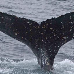 Fluke of HW-MN1301319