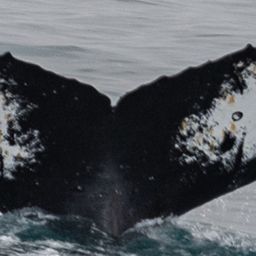 Fluke of HW-MN1301323