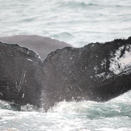 Fluke of HW-MN0100341