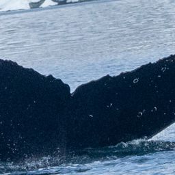 Fluke of HW-MN1301334