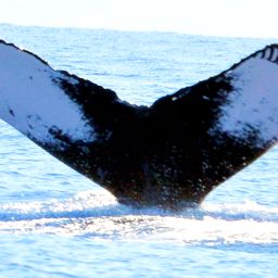 Fluke of HW-MN0440231