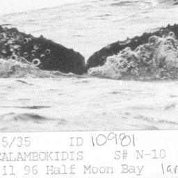 Fluke of CRC-10981