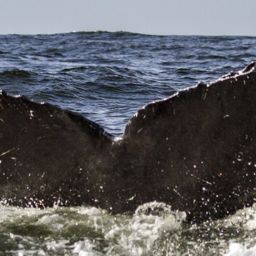 Fluke of CRC-10899