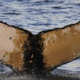Fluke of HW-MN1301351