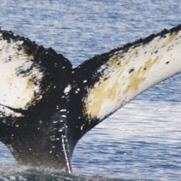 Fluke of HW-MN1301359