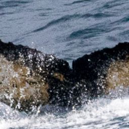 Fluke of HW-MN1301361