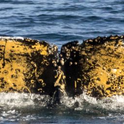 Fluke of HW-MN1301366