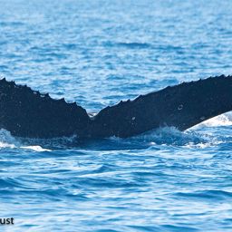 Fluke of BREE-KOD12_0506_1_0104