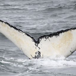 Fluke of BREE-KOD10_0822_1_0008