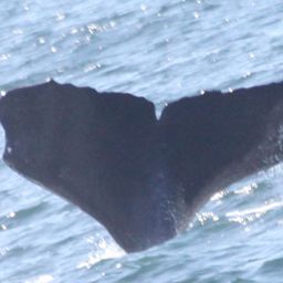 Fluke of SPLASH-470696