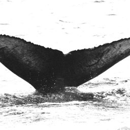 Fluke of BREE-KOD02_16