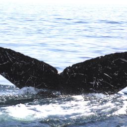 Fluke of BREE-KOD04_0829_1_0053