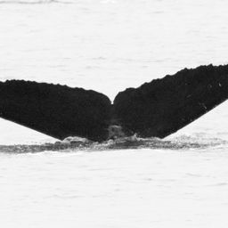 Fluke of CRC-12160