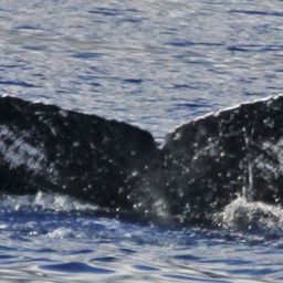 Fluke of GWAK-P064
