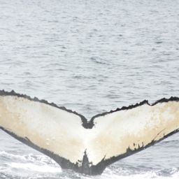 Fluke of BREE-KOD05_0812_1_0043