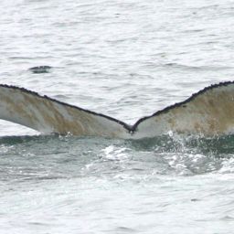 Fluke of BREE-KOD06_0802_1_0006