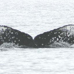 Fluke of Barnacle Billie