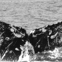 Fluke of Diamante