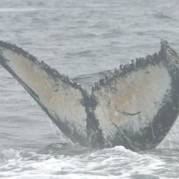 Fluke of BCZ0192