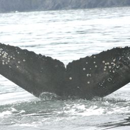 Fluke of CRC-23187