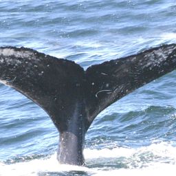 Fluke of FIBB-4BB803