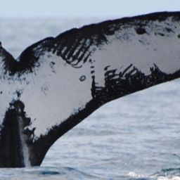 Fluke of CRC-10724