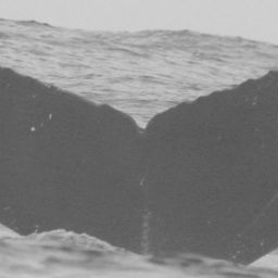 Fluke of CRC-13736