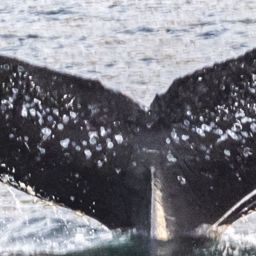 Fluke of Scotty