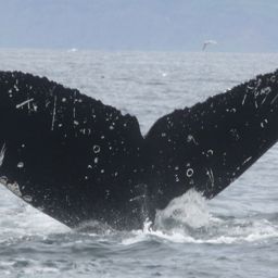 Fluke of BREE-SDP12_0802_1_0129
