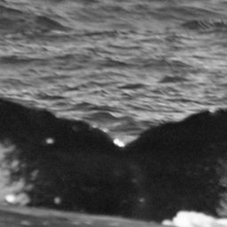 Fluke of BREE-SDP01_13