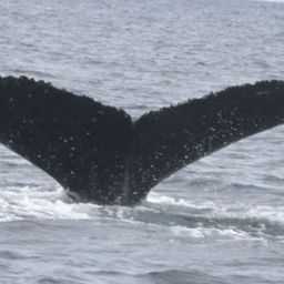 Fluke of BREE-SDP10_0727_1_0118
