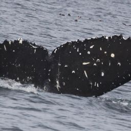 Fluke of BREE-SDP12_0803_1_0061