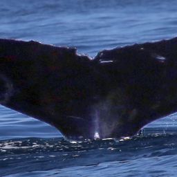 Fluke of CRC-11557