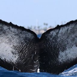 Fluke of Condor
