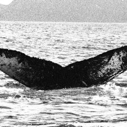 Fluke of FIBB-3BB616