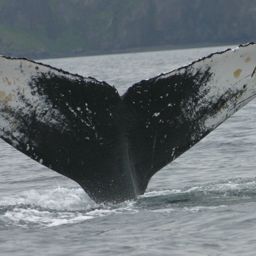 Fluke of BREE-SDP07_0803_1_0020
