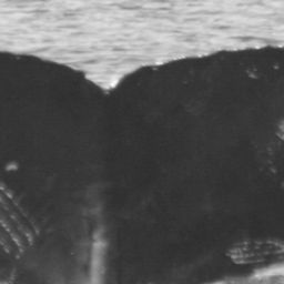 Fluke of SPLASH-530301