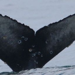 Fluke of CRC-16713