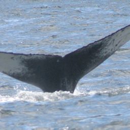 Fluke of BREE-SDP07_0805_1_0034