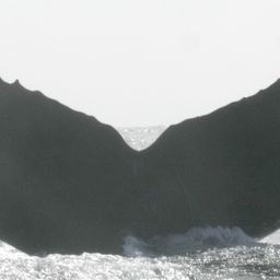 Fluke of CRC-10994