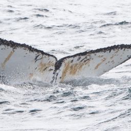 Fluke of AHWC-7326