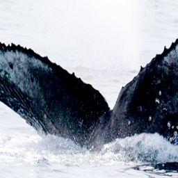 Fluke of CRC-17804