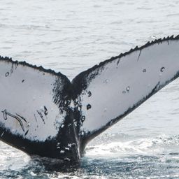 Fluke of HW-MN1200232