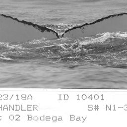 Fluke of CRC-10401