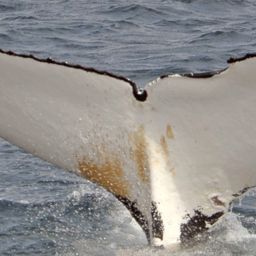 Fluke of NA-3220